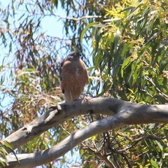 Accipiter cirrocephalus