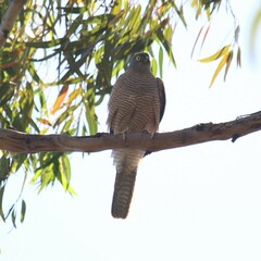 Accipiter cirrocephalus