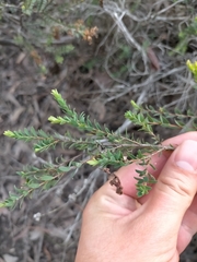 Melaleuca thymifolia