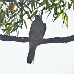 Accipiter cirrocephalus