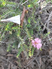Melaleuca thymifolia