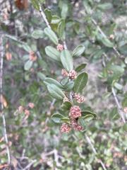 Ceanothus megacarpus