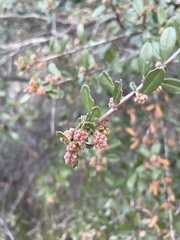 Ceanothus megacarpus