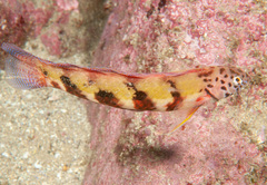 Eupetrichthys angustipes