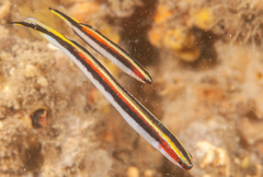 Trachinops taeniatus