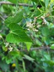 Cynanchum mossambicense