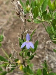 Megalochlamys revoluta