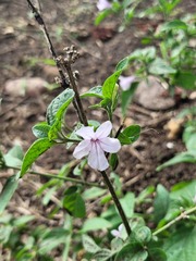 Ruellia cordata