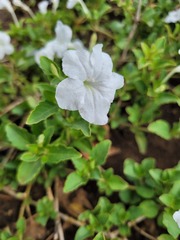Ruellia patula