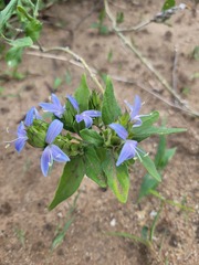Megalochlamys revoluta