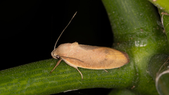 Ptyoptila matutinella