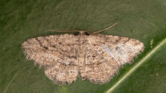 Zermizinga sinuata