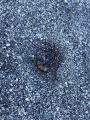 Pompiloidea