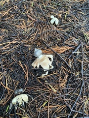 Geastrum tenuipes