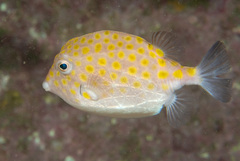 Anoplocapros inermis