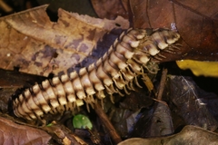 Nyssodesmus python