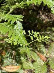 Asplenium bulbiferum