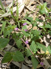 Scutellaria humilis