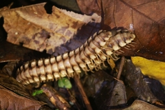 Nyssodesmus python