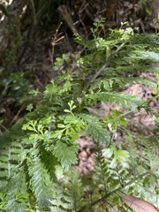 Asplenium bulbiferum