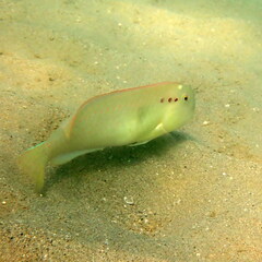 Iniistius pentadactylus