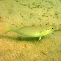 Iniistius pentadactylus