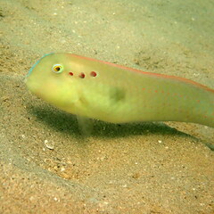 Iniistius pentadactylus