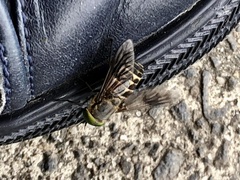 Tabanidae