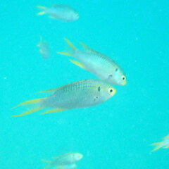 Neopomacentrus nemurus