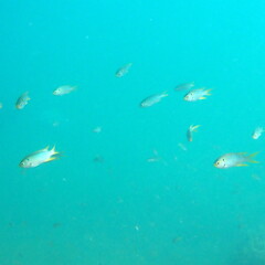 Neopomacentrus nemurus