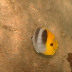 Chaetodon ulietensis