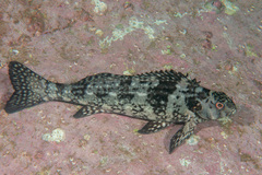 Aplodactylus lophodon