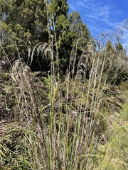 Austroderia richardii