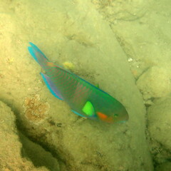 Scarus rivulatus