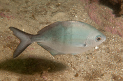Scorpis lineolata
