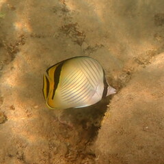 Chaetodon vagabundus