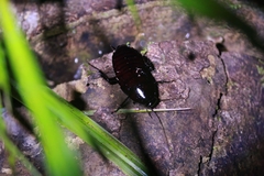 Eurycotis
