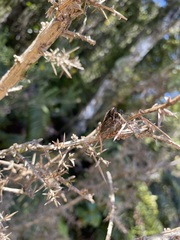 Austroderia richardii