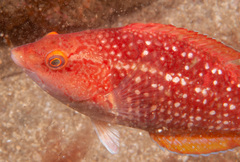 Notolabrus gymnogenis