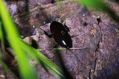 Eurycotis