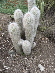 Oreocereus celsianus