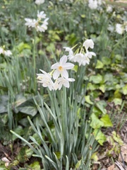 Narcissus