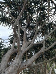 Aloidendron