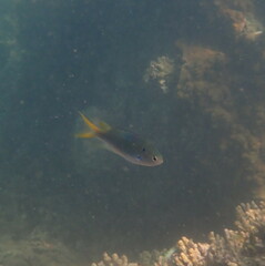 Neopomacentrus nemurus