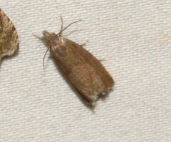 Dichrorampha acuminatana