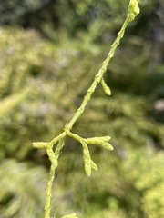 Lycopodium volubile