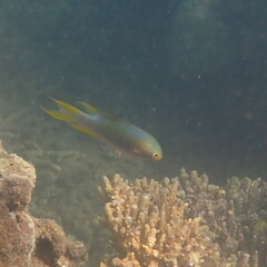 Neopomacentrus nemurus