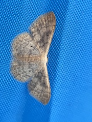 Idaea costiguttata