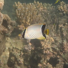 Chaetodon trifascialis