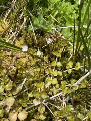 Epilobium pedunculare
